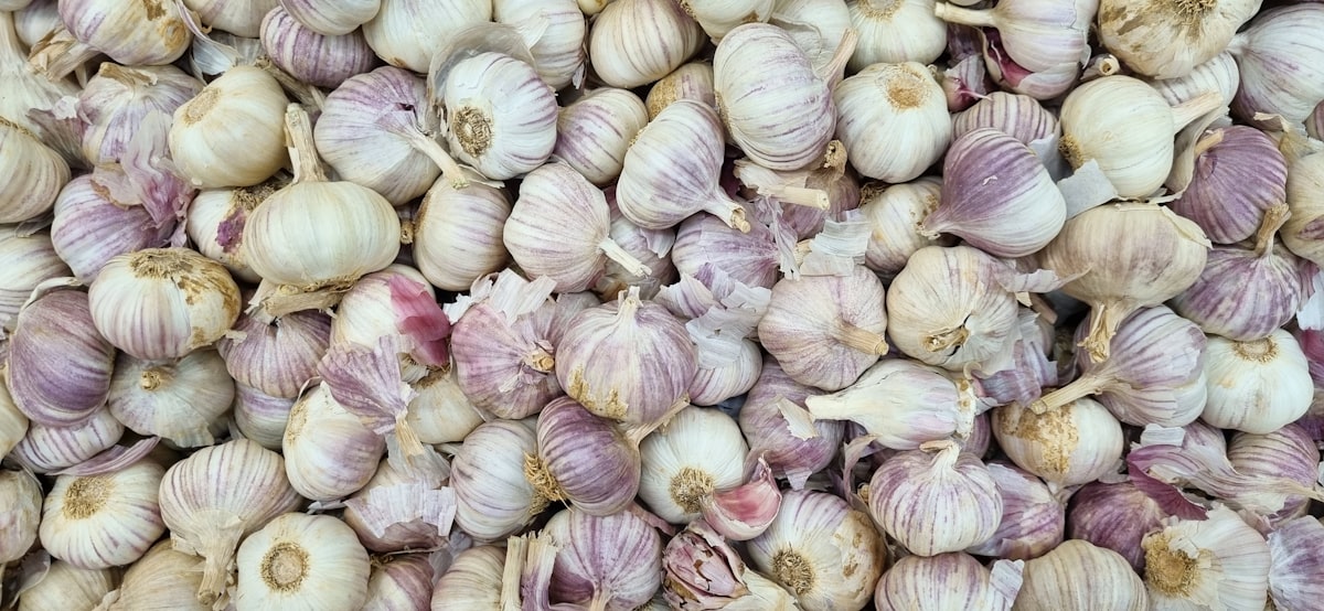 Stagioni di raccolta dell'aglio